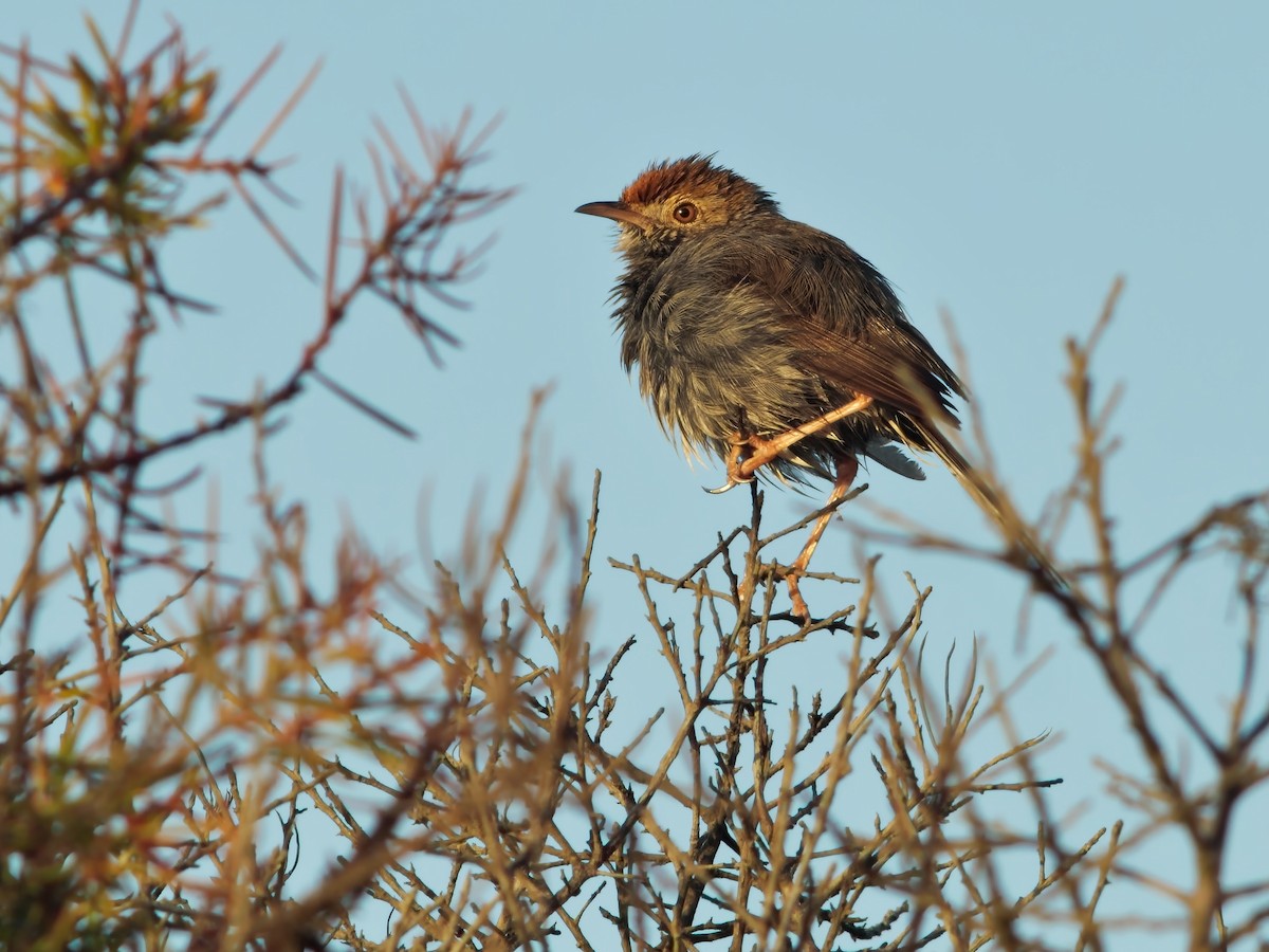 Piping Cisticola - Zach V