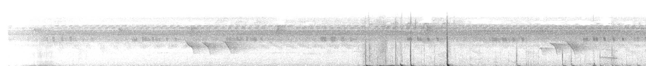 Чёрно-белый личинкоед-свистун (minor) - ML509558671