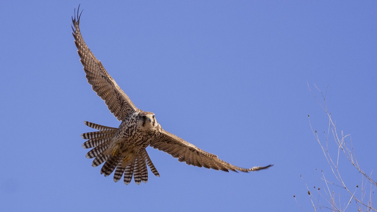 Saker Falcon - ML509558741