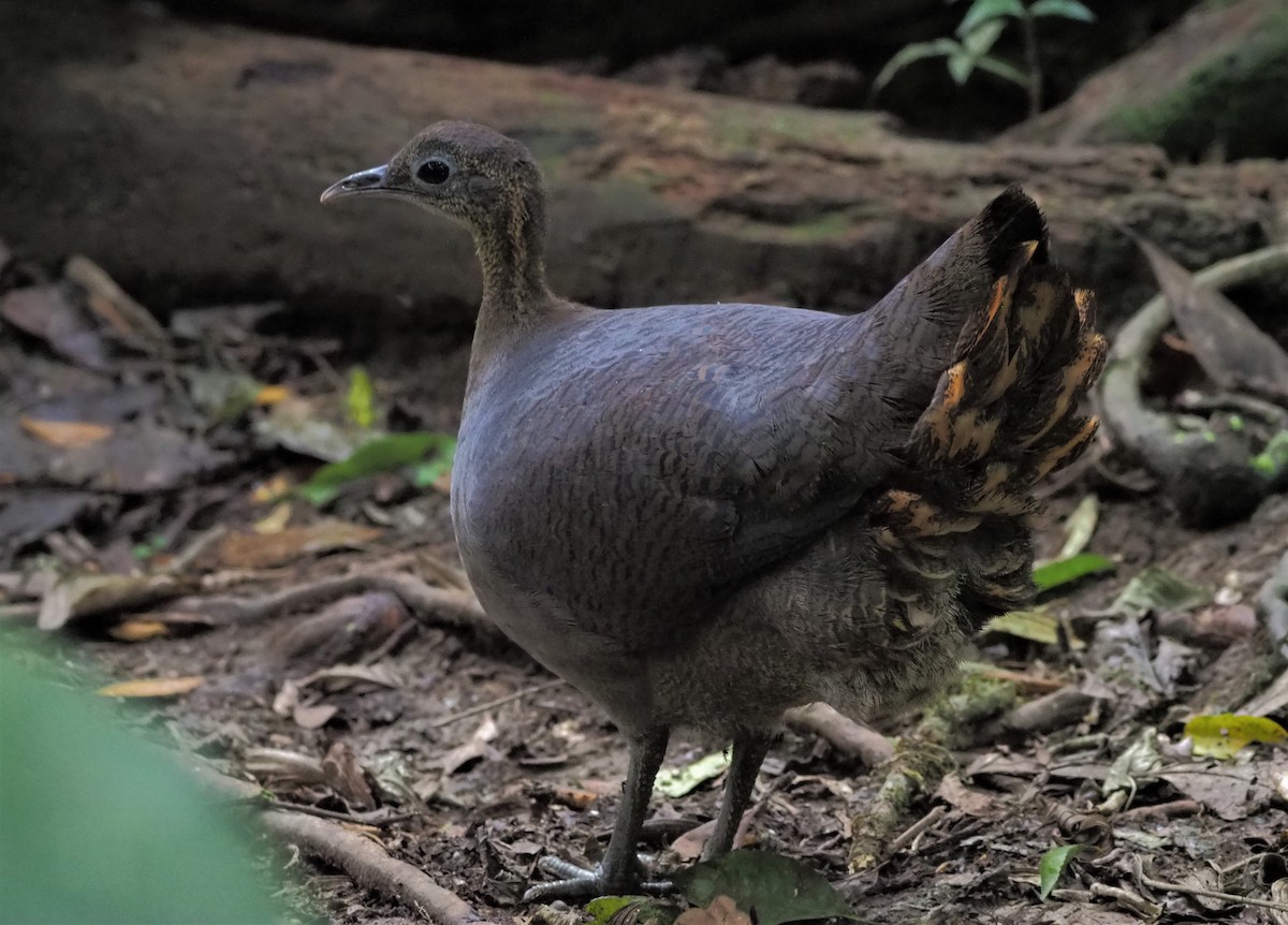 Solitary Tinamou - ML509559241