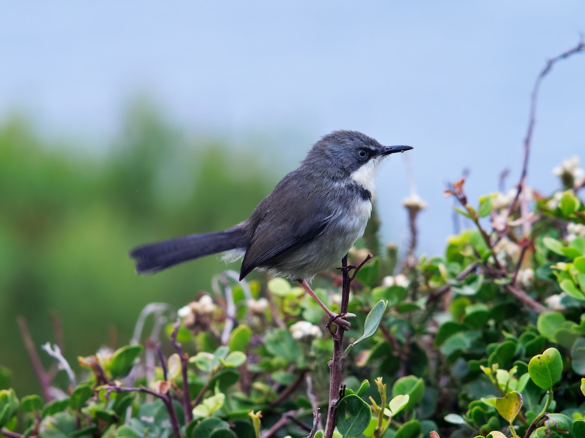 Bar-throated Apalis - ML509561021