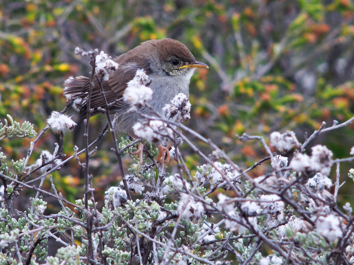 Piping Cisticola - ML509561141