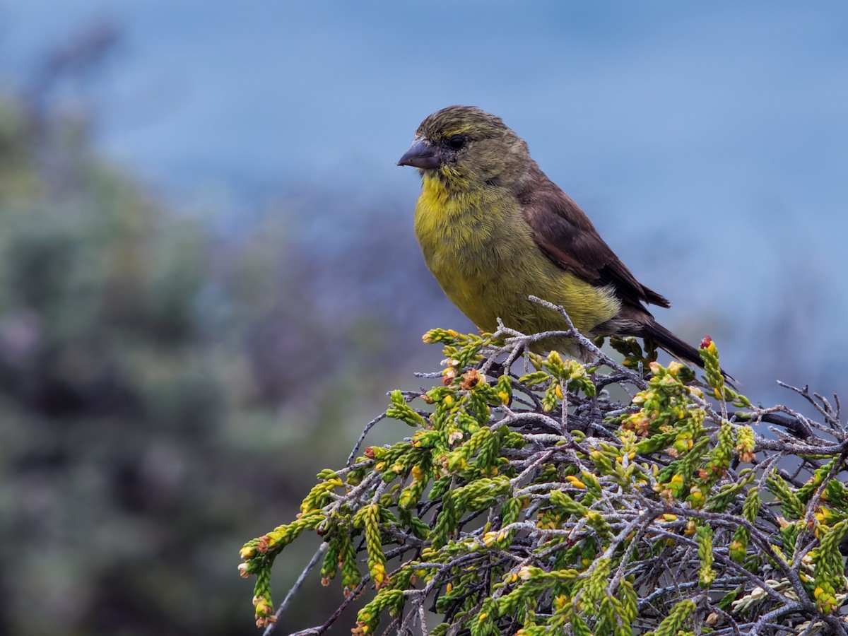 Cape Siskin - ML509561201