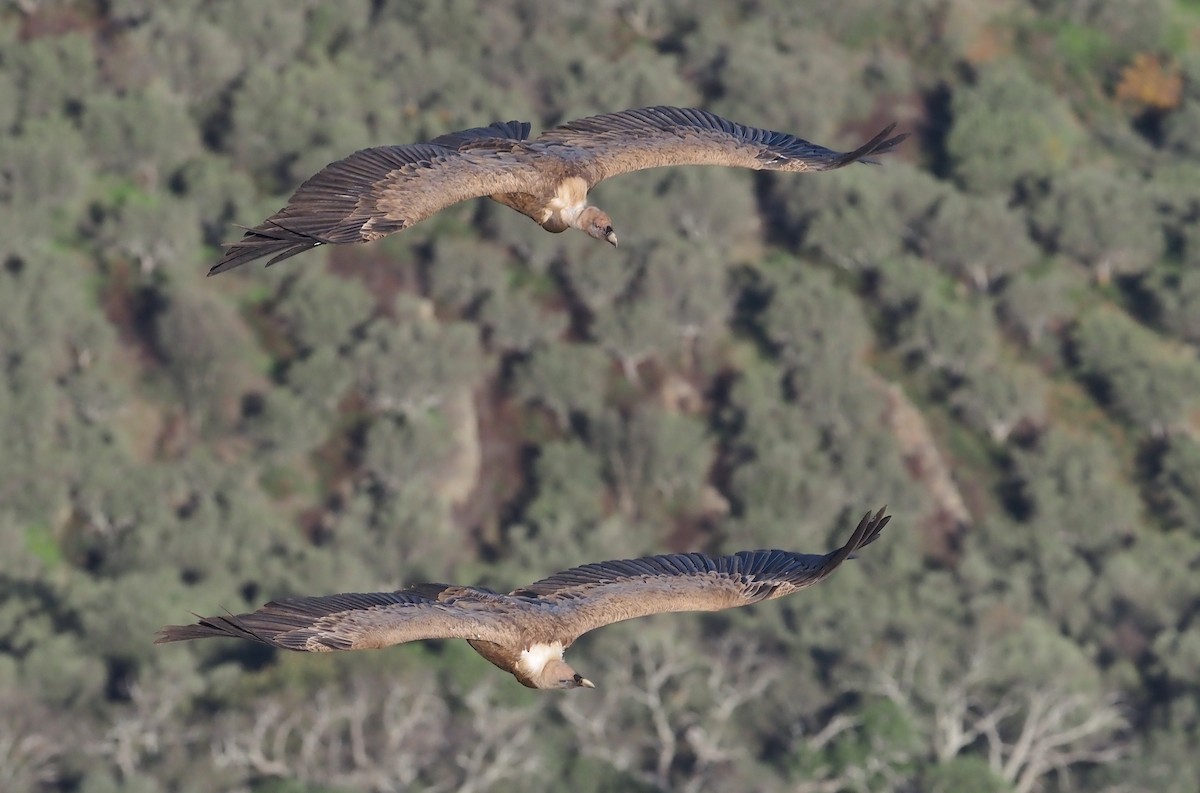 Eurasian Griffon - Stephan Lorenz