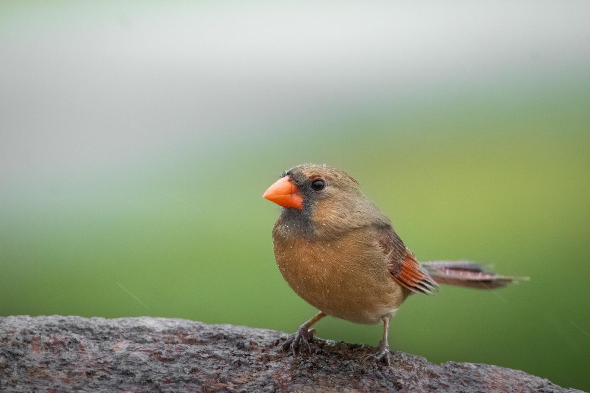 Northern Cardinal - ML509561531