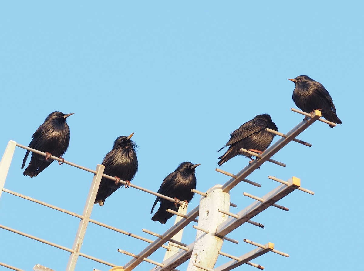 Spotless Starling - ML509562881