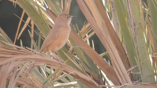 זנבן אפריקני - ML509563491