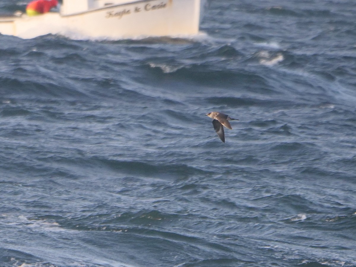 Parasitic Jaeger - ML509563891