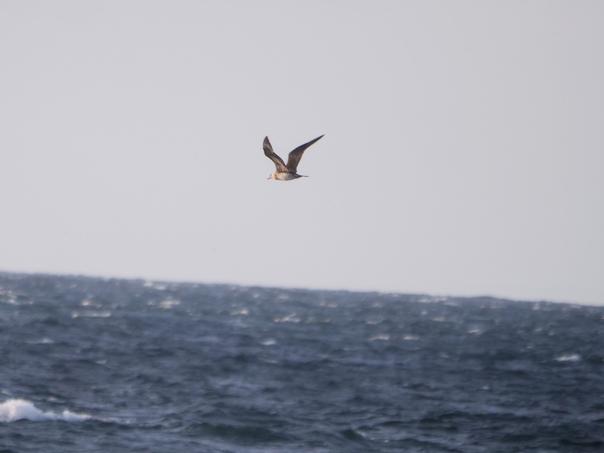 Parasitic Jaeger - Rob Edsall