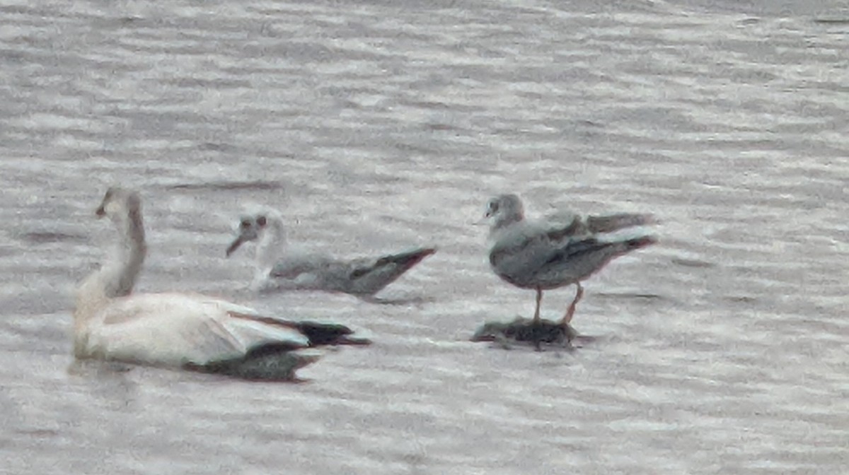 Ross's Goose - ML509564281