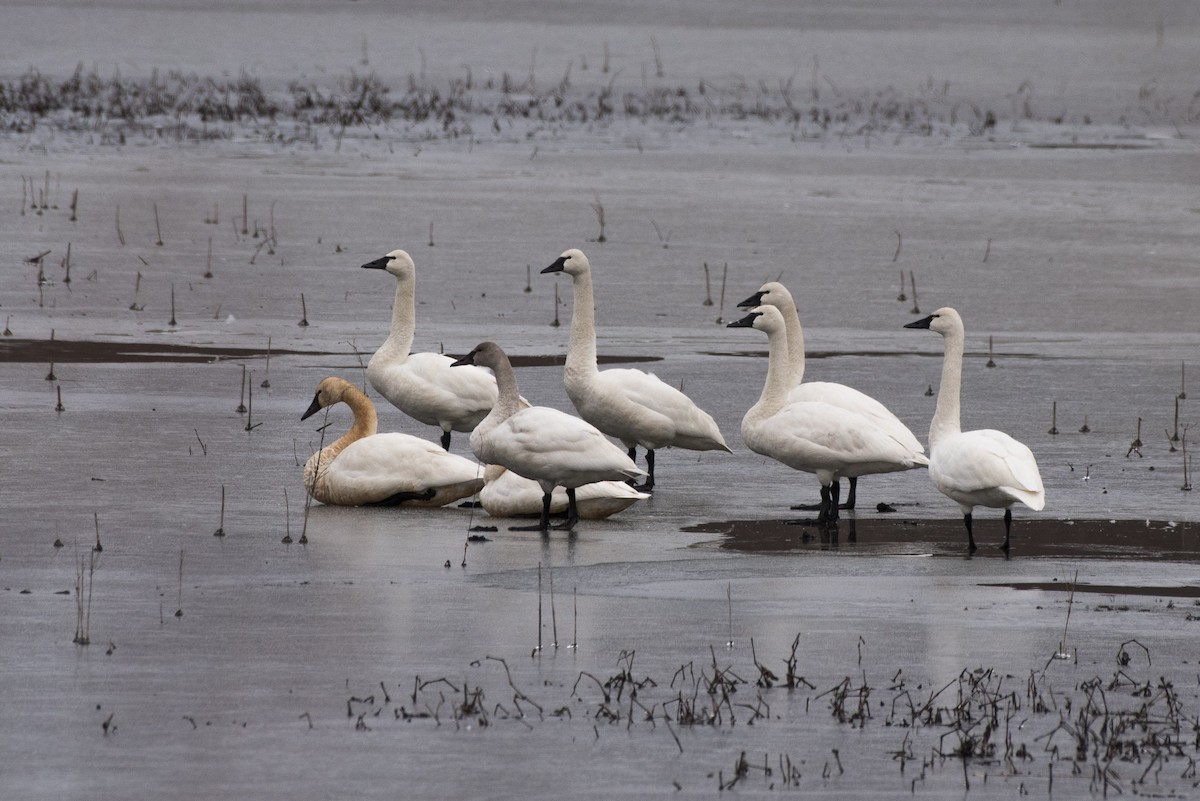 Tundra Swan - Karol Pasquinelli