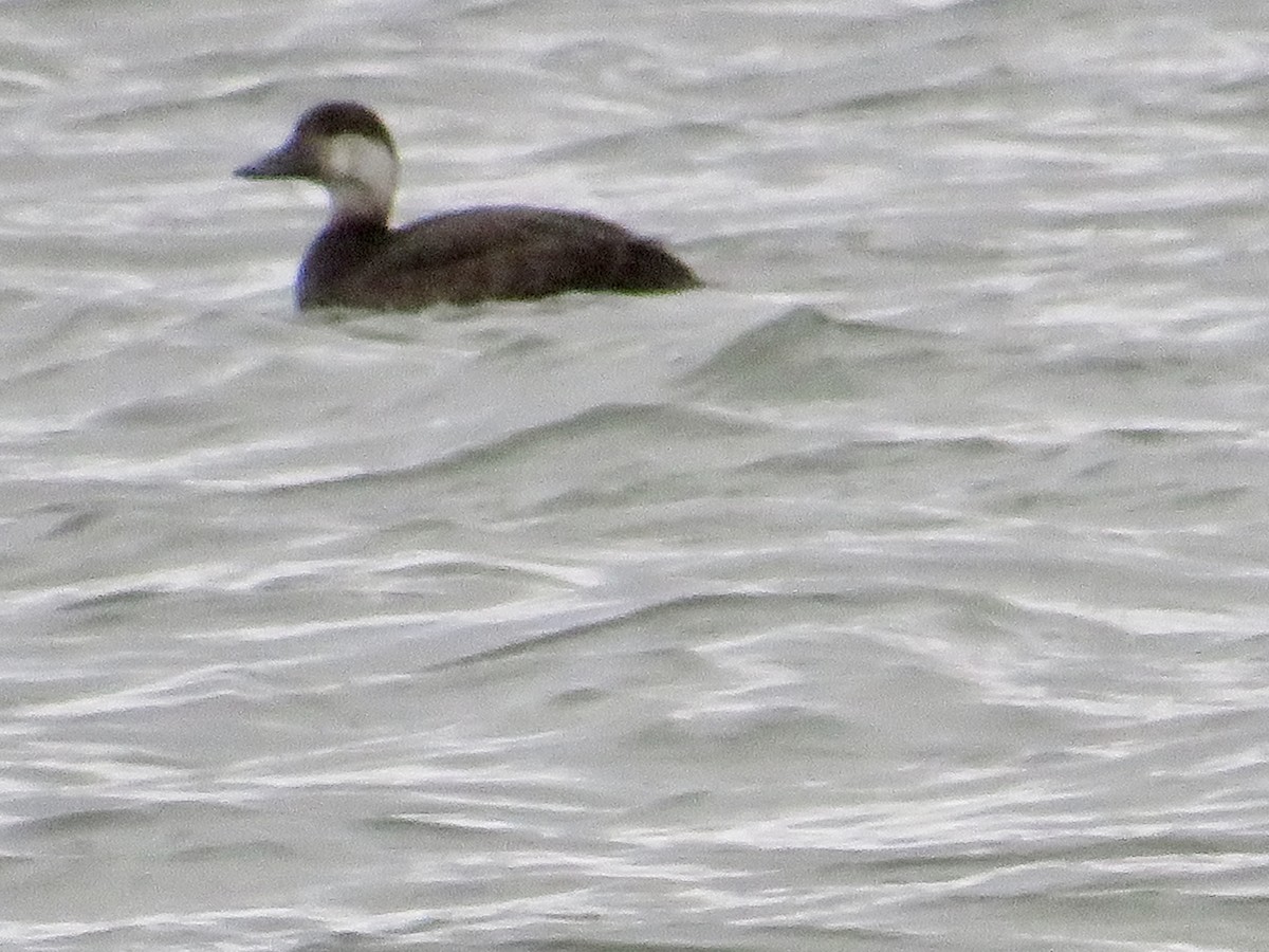 Black Scoter - ML509565271