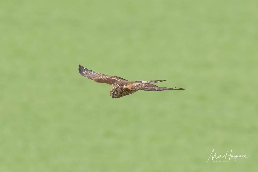 Hen Harrier - ML509565461