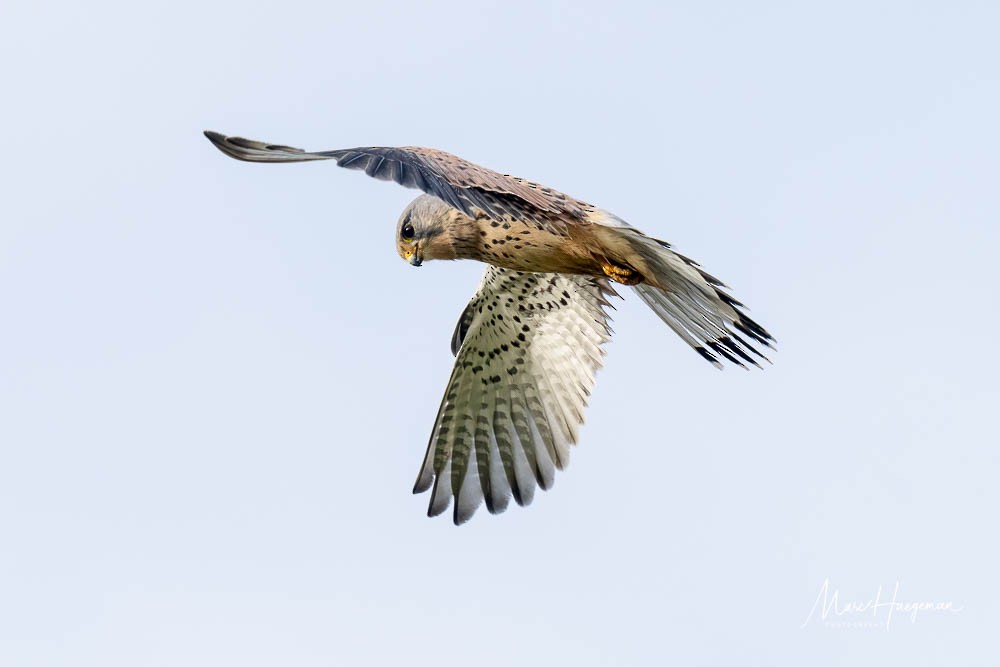 Eurasian Kestrel (Eurasian) - ML509565651