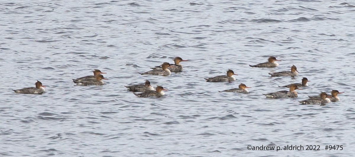 Red-breasted Merganser - ML509566741