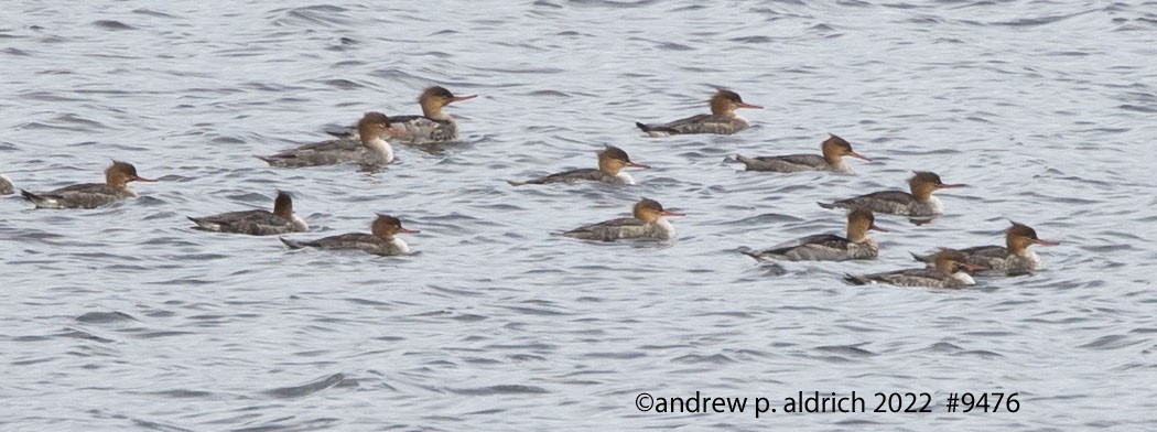 Red-breasted Merganser - ML509566751