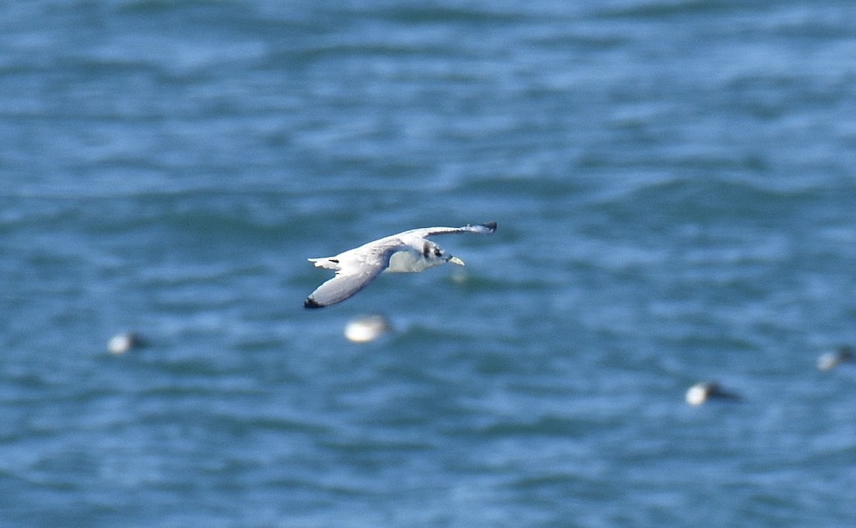 Black-legged Kittiwake - ML50956751