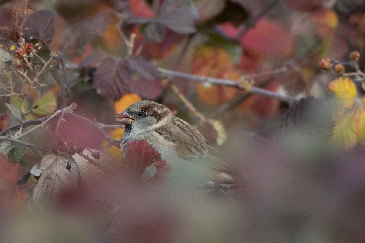 House Sparrow - ML509567891