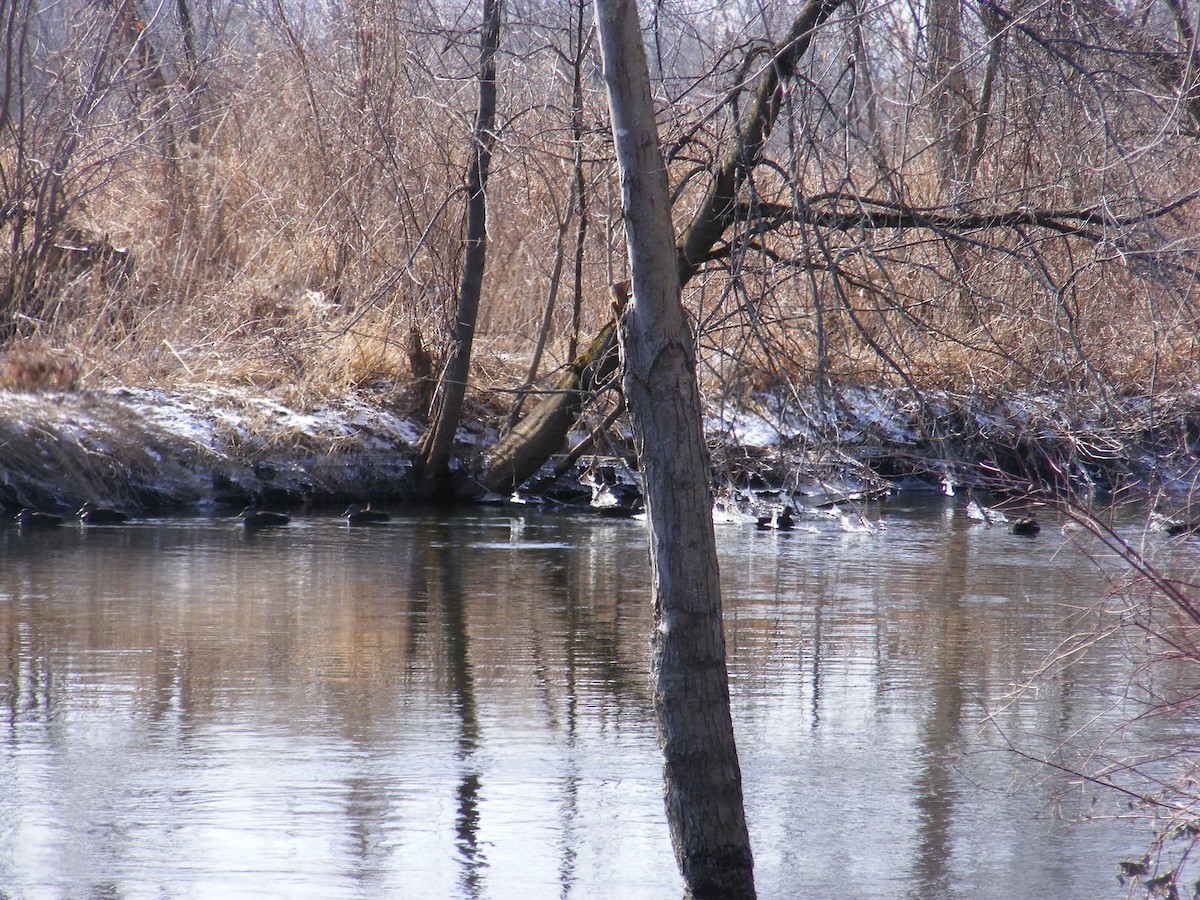 American Black Duck - ML50956801