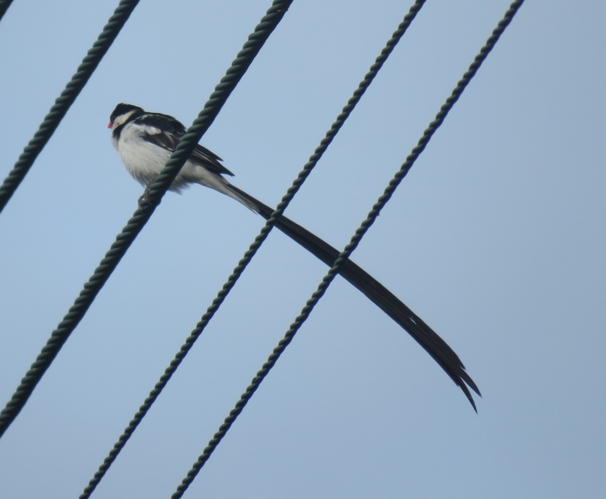 Pin-tailed Whydah - ML509570281