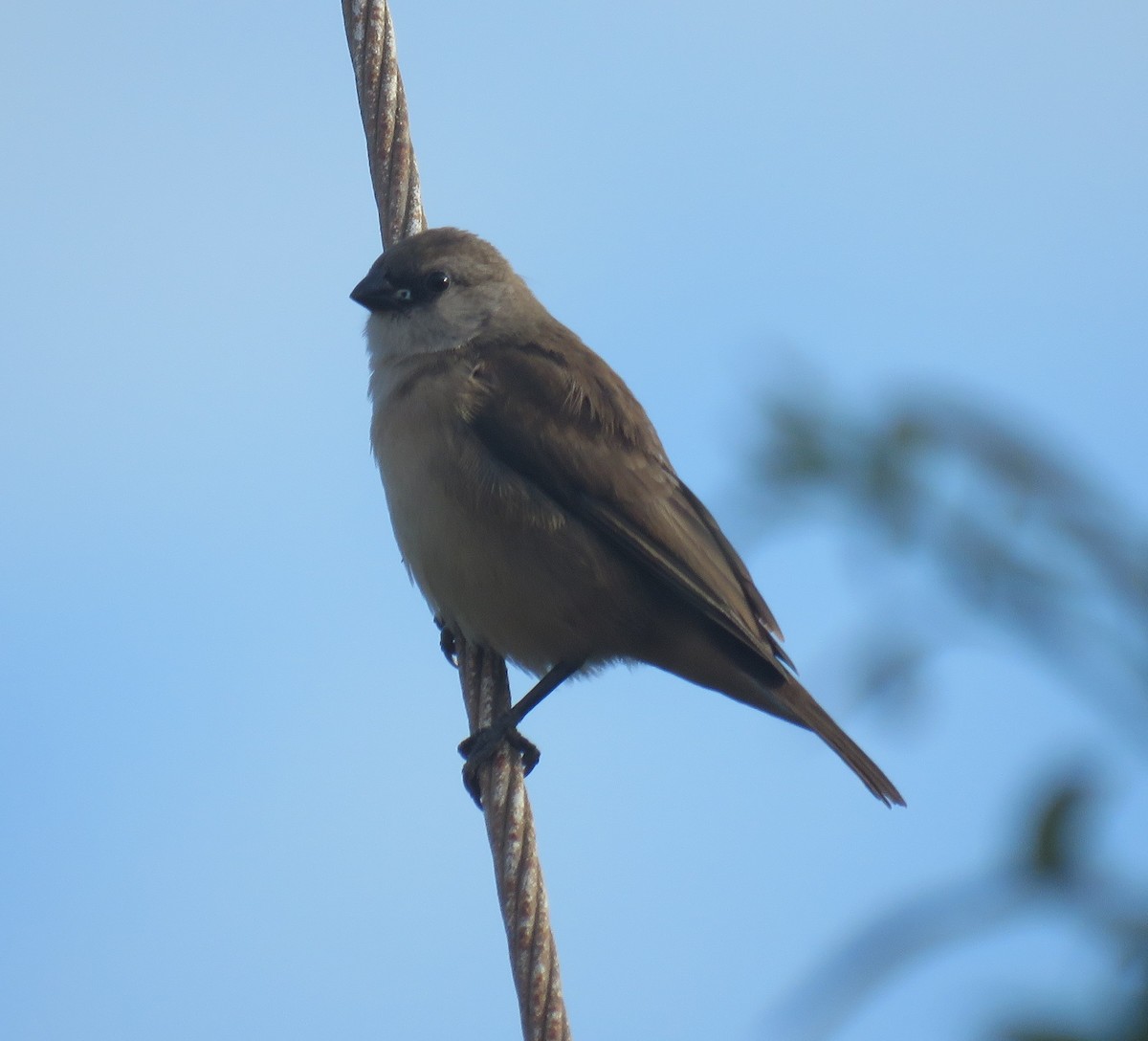 Common Waxbill - ML509570571