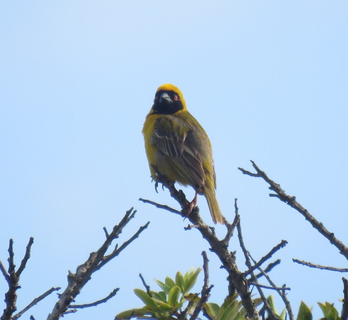 Southern Masked-Weaver - ML509570861