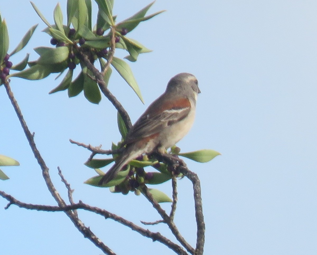 Cape Sparrow - ML509571141