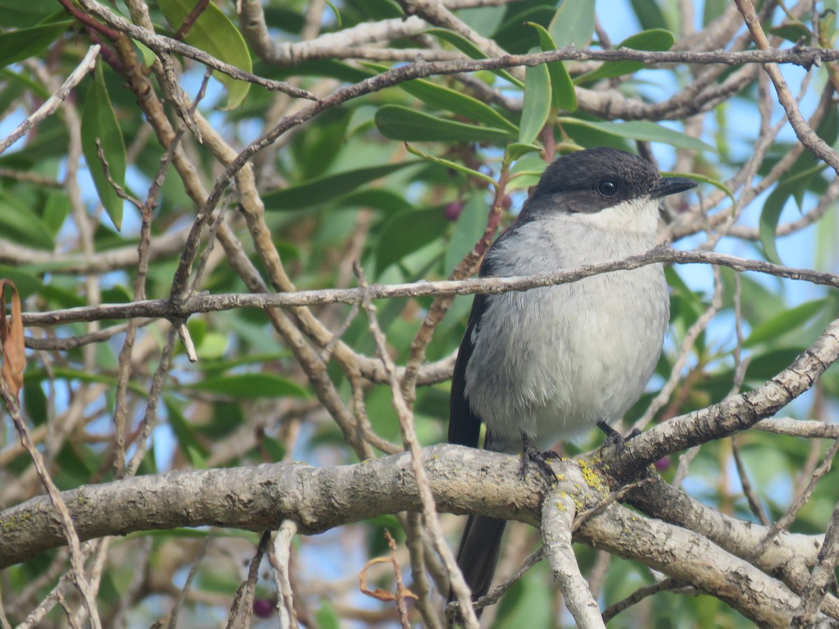 Fiscal Flycatcher - ML509571751