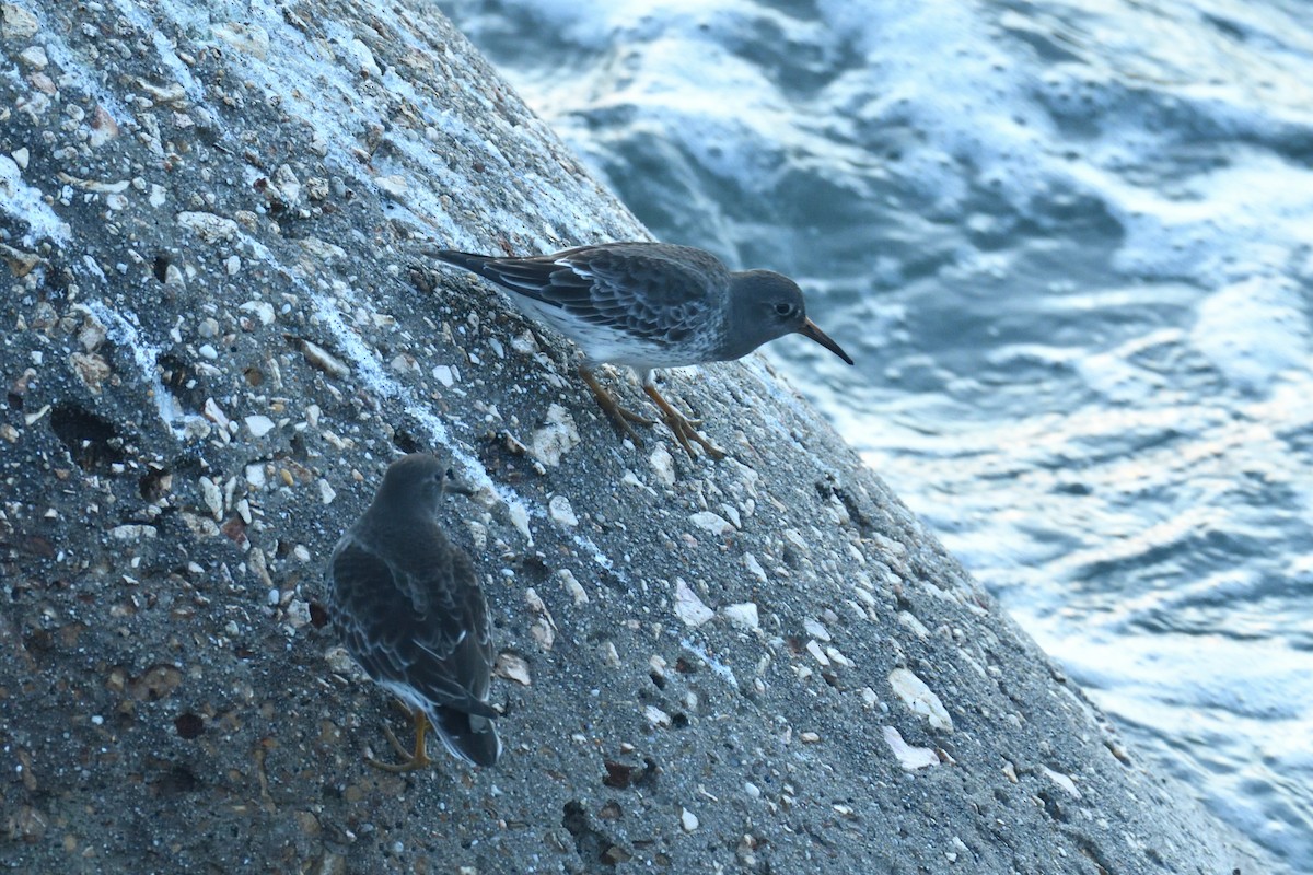 Purple Sandpiper - ML509572061