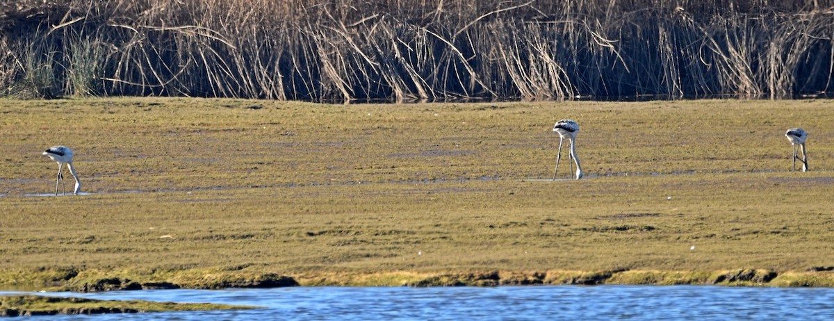 Greater Flamingo - ML509572591