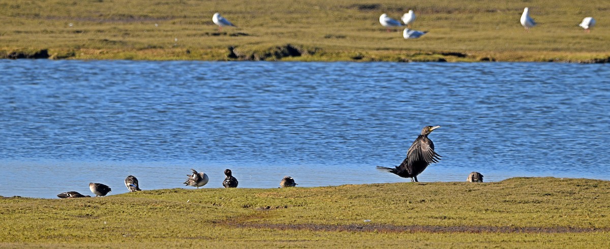 Great Cormorant - ML509573441