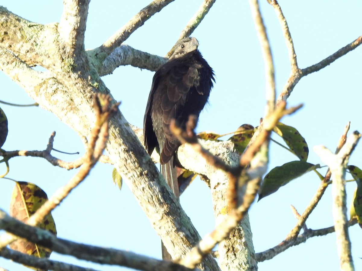 Groove-billed Ani - C Z