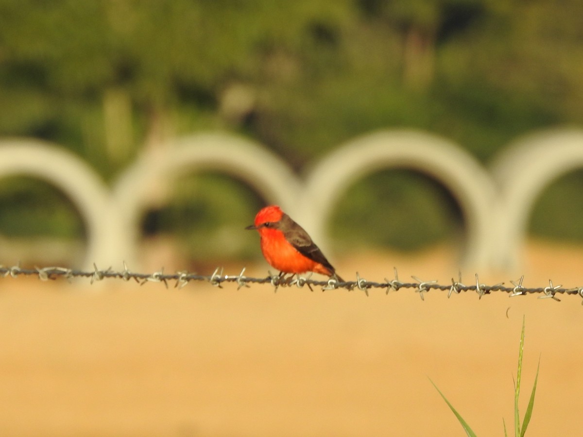 Vermilion Flycatcher - ML509573681