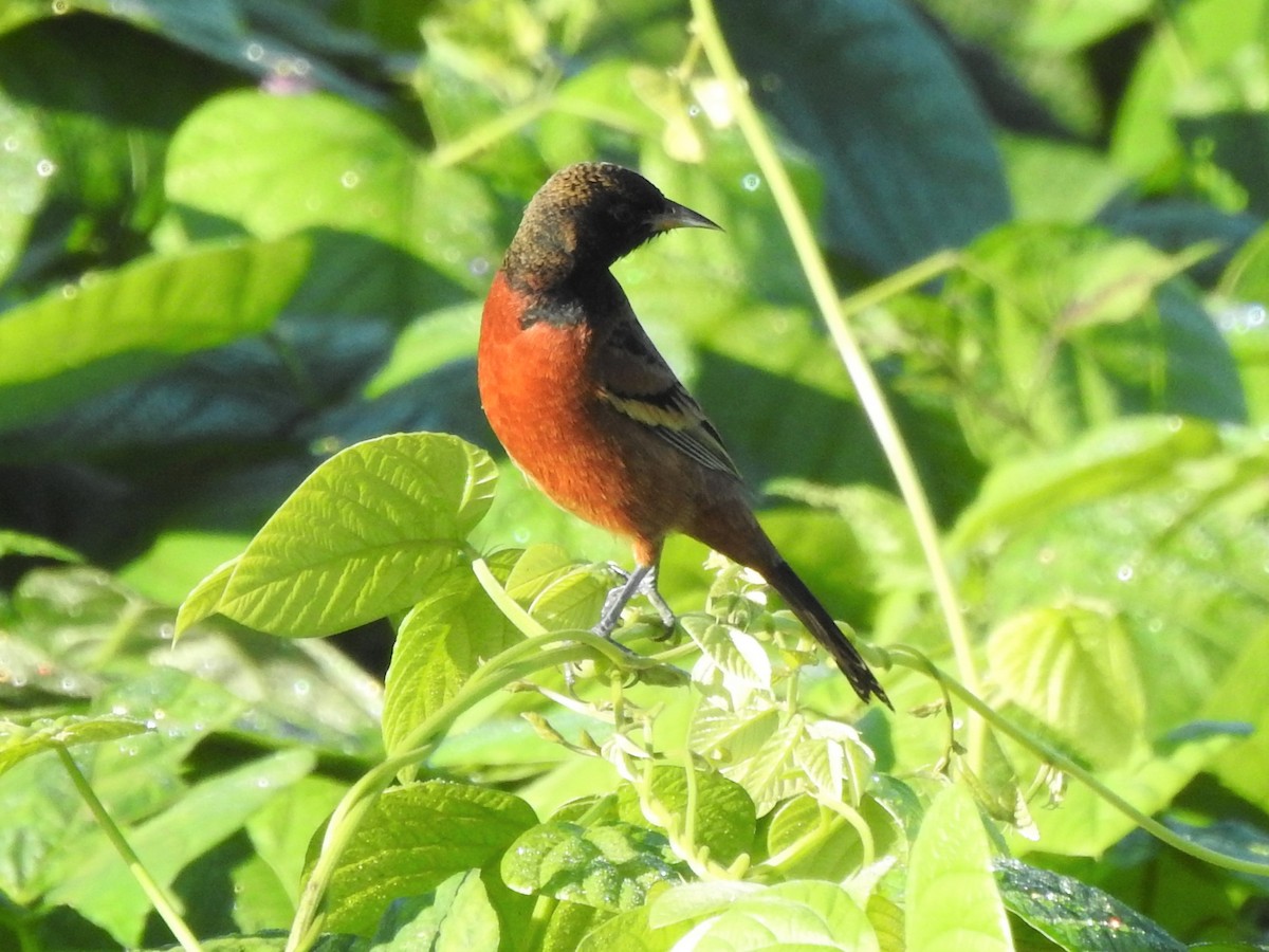 Orchard Oriole - C Z