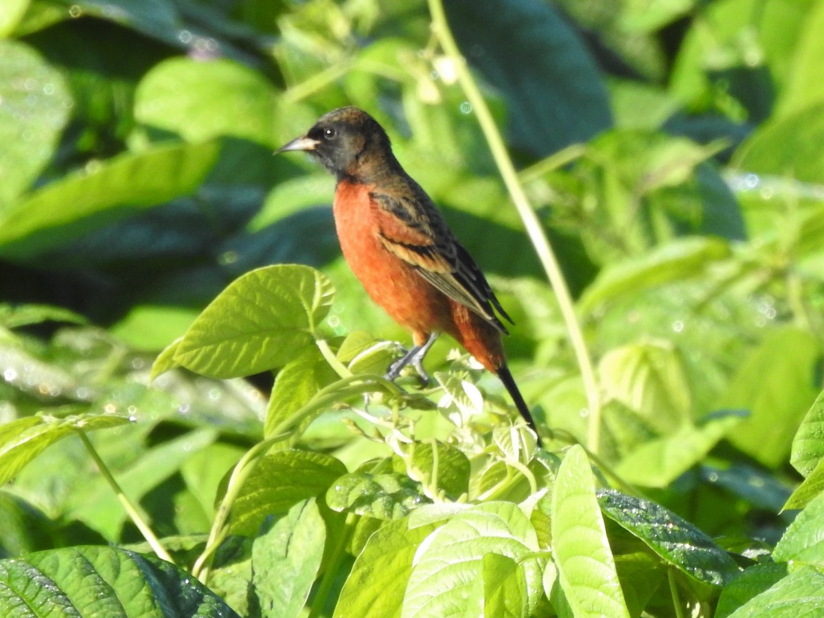 Orchard Oriole - C Z