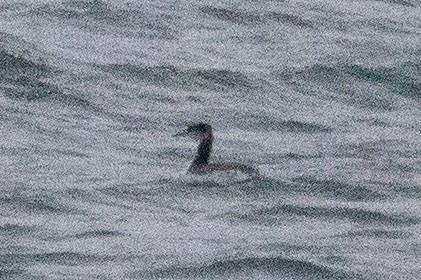 Red-necked Grebe - ML509573981