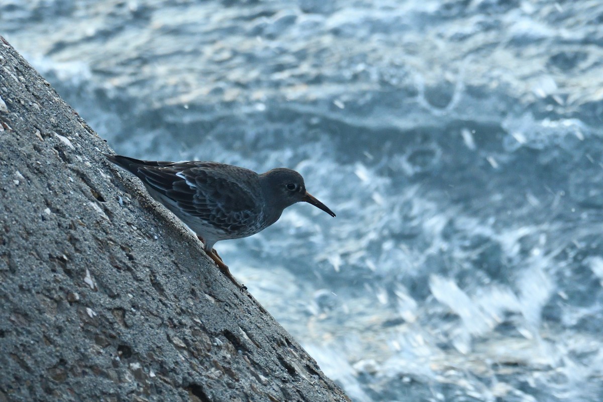 Purple Sandpiper - ML509575251