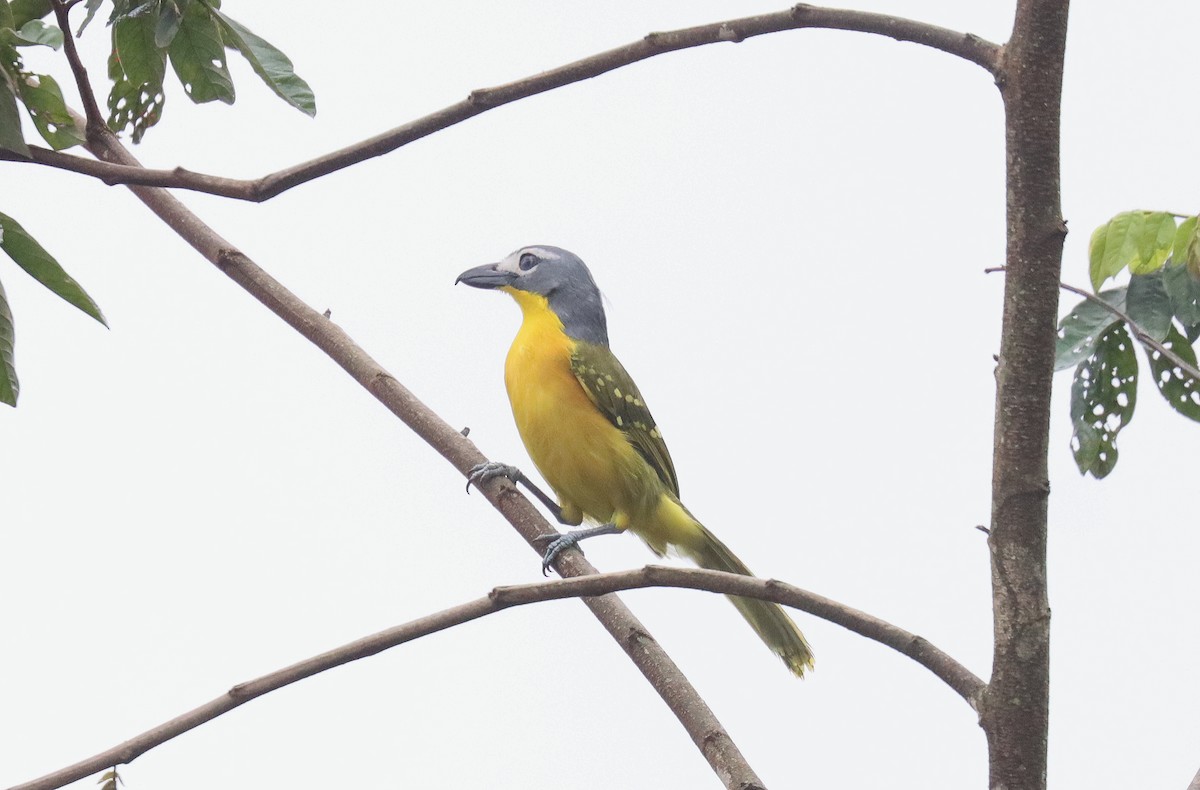 Monteiro's Bushshrike - ML509575461