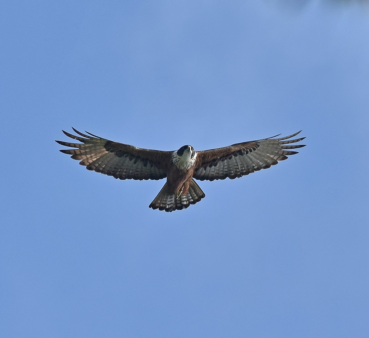 Rufous-bellied Eagle - Kausthubh K Nair