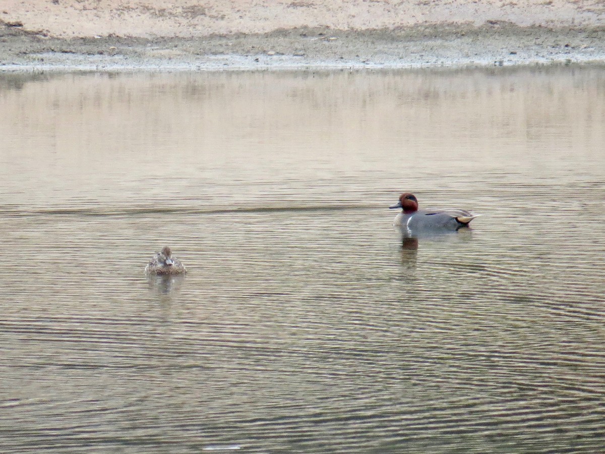 Green-winged Teal - ML50957861