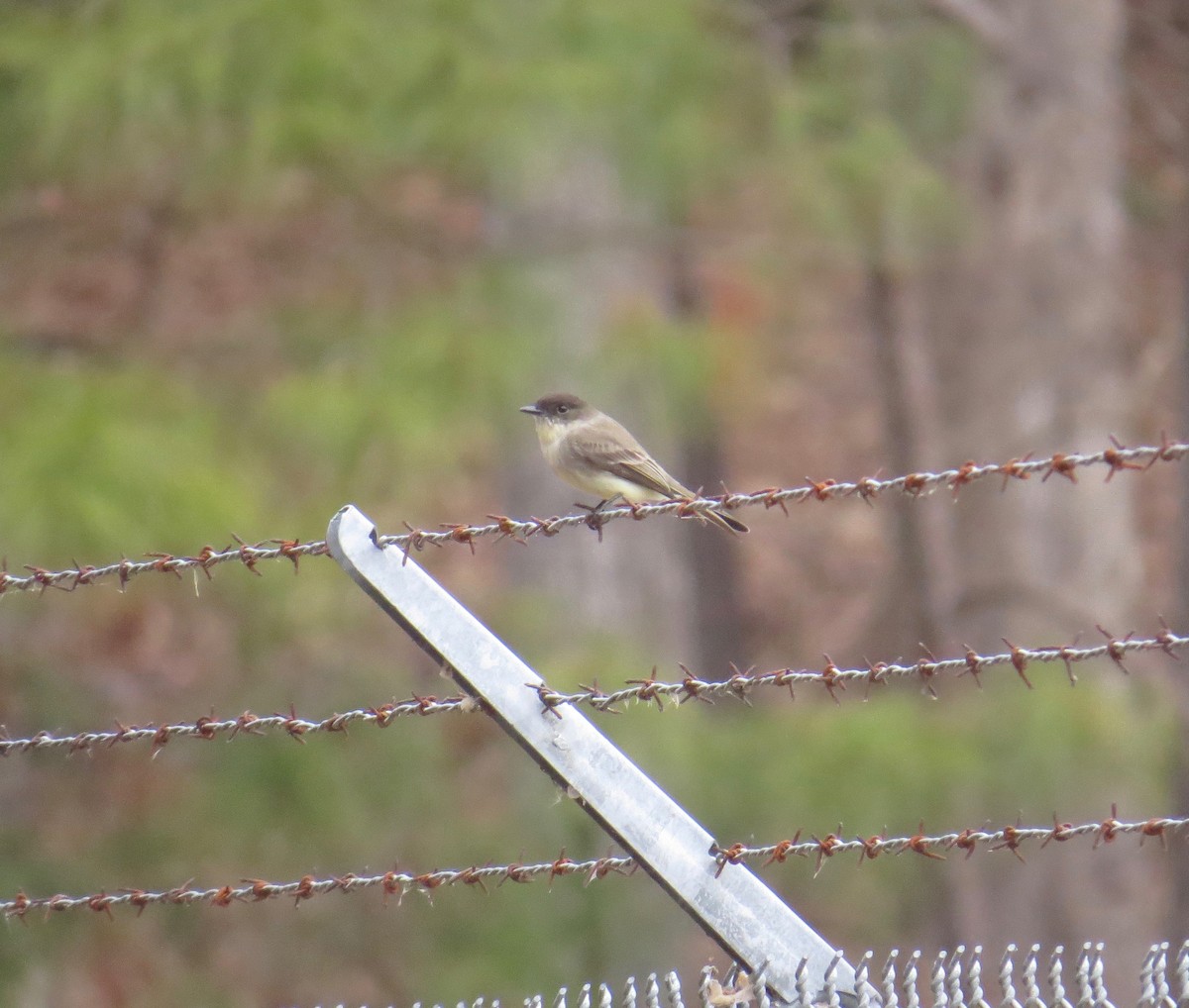 Eastern Phoebe - ML50957901