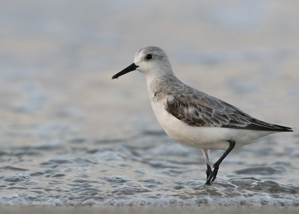 Bécasseau sanderling - ML509580521