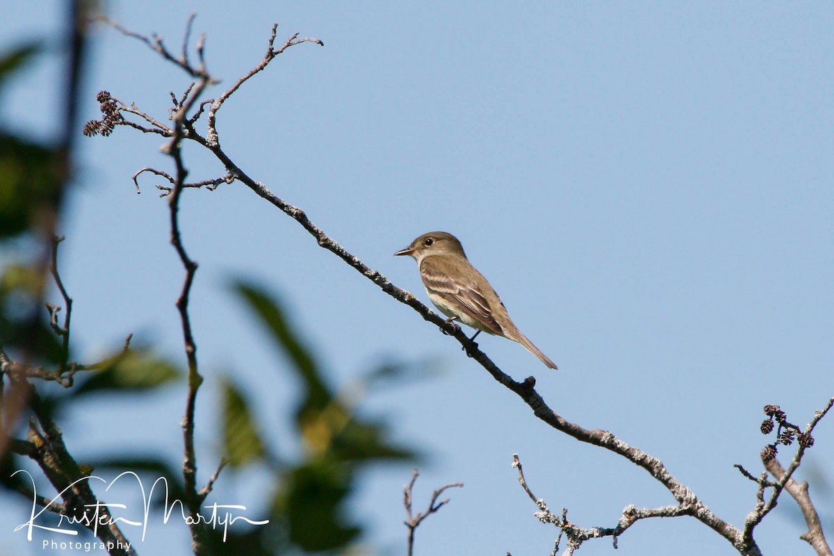 Alder Flycatcher - ML509581271