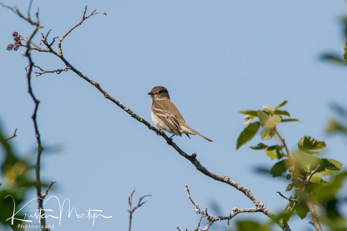 Alder Flycatcher - ML509581281