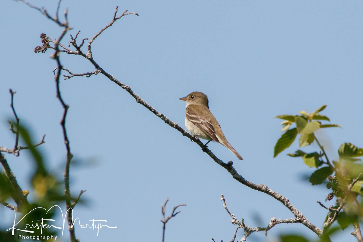 Alder Flycatcher - ML509581291