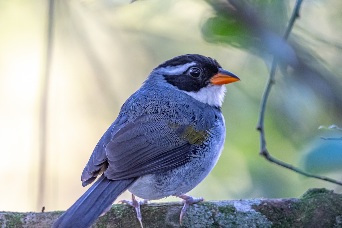 Saffron-billed Sparrow (Gray-backed) - ML509582331