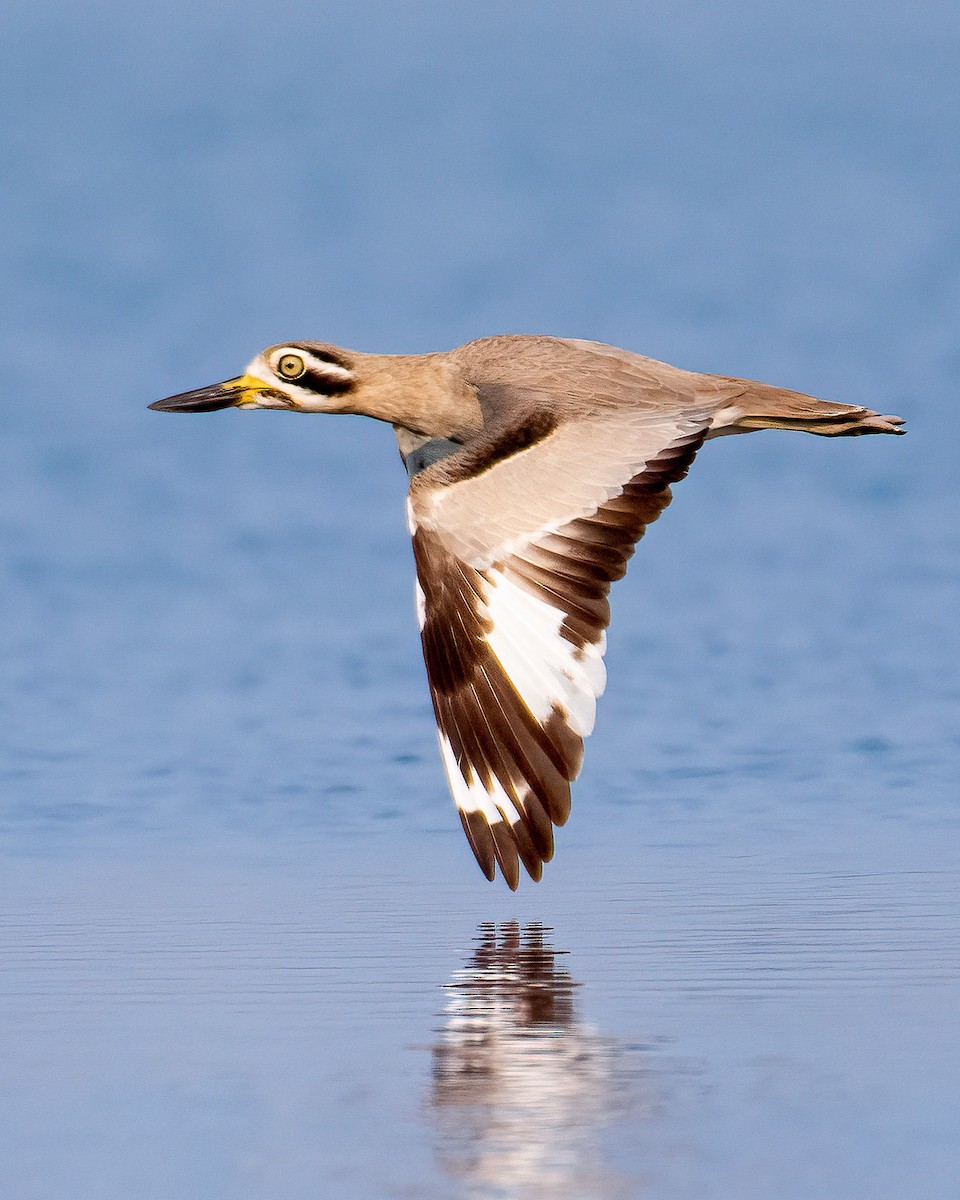 Great Thick-knee - ML509582911