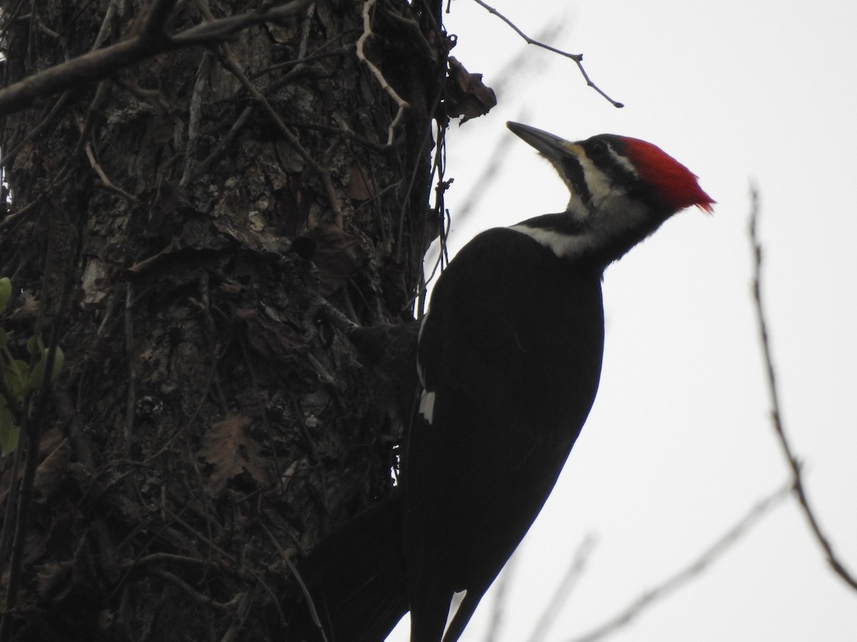 Pileated Woodpecker - ML509584291