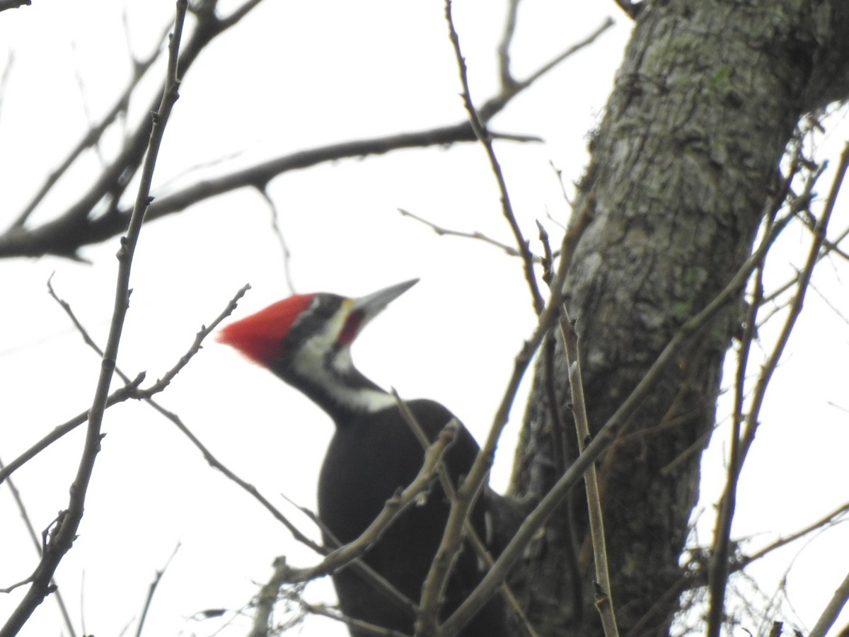 Pileated Woodpecker - ML509584301