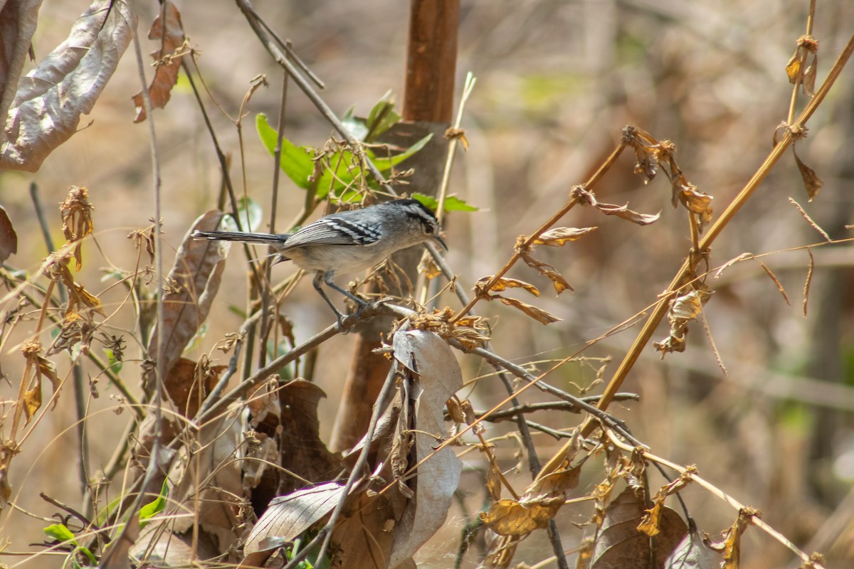 Black-capped Antwren - Francisco Valdevino Bezerra Neto